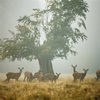Parforce Hunting landscape, North Zealand, Harry Opstrup/mastershot archive